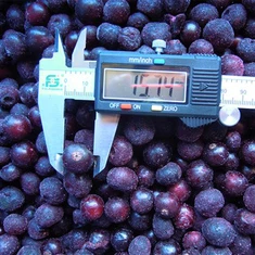 Înghețați coacăze negre